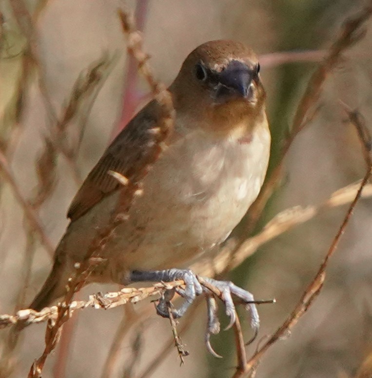 斑文鳥 - ML640726856