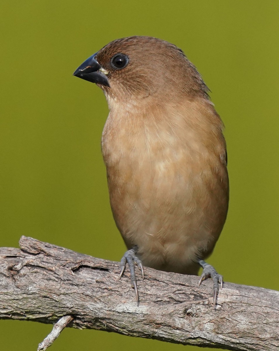 斑文鳥 - ML640726858