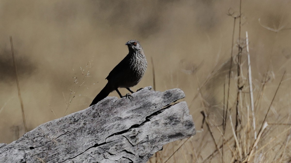 Arrow-marked Babbler - ML640726862
