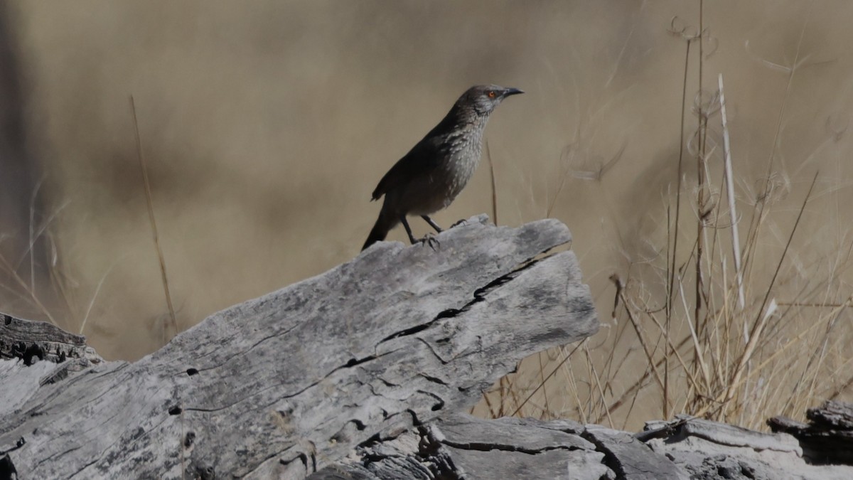 Arrow-marked Babbler - ML640726863