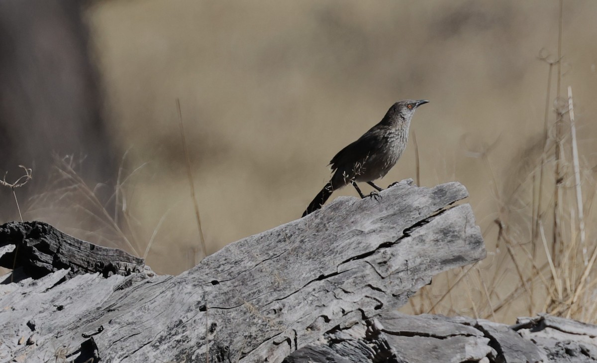 Arrow-marked Babbler - ML640726864