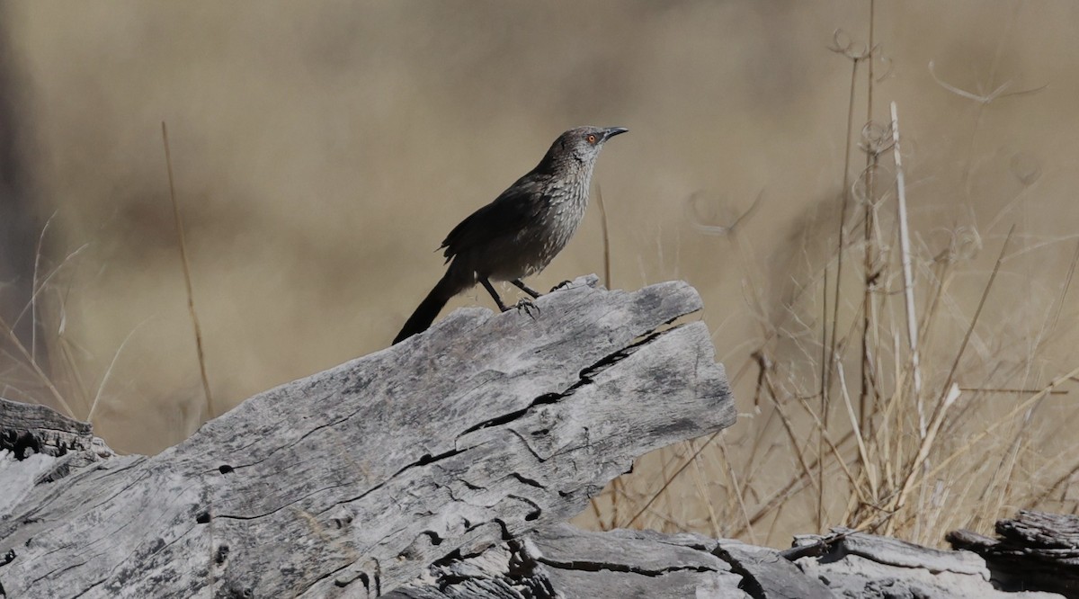 Arrow-marked Babbler - ML640726865
