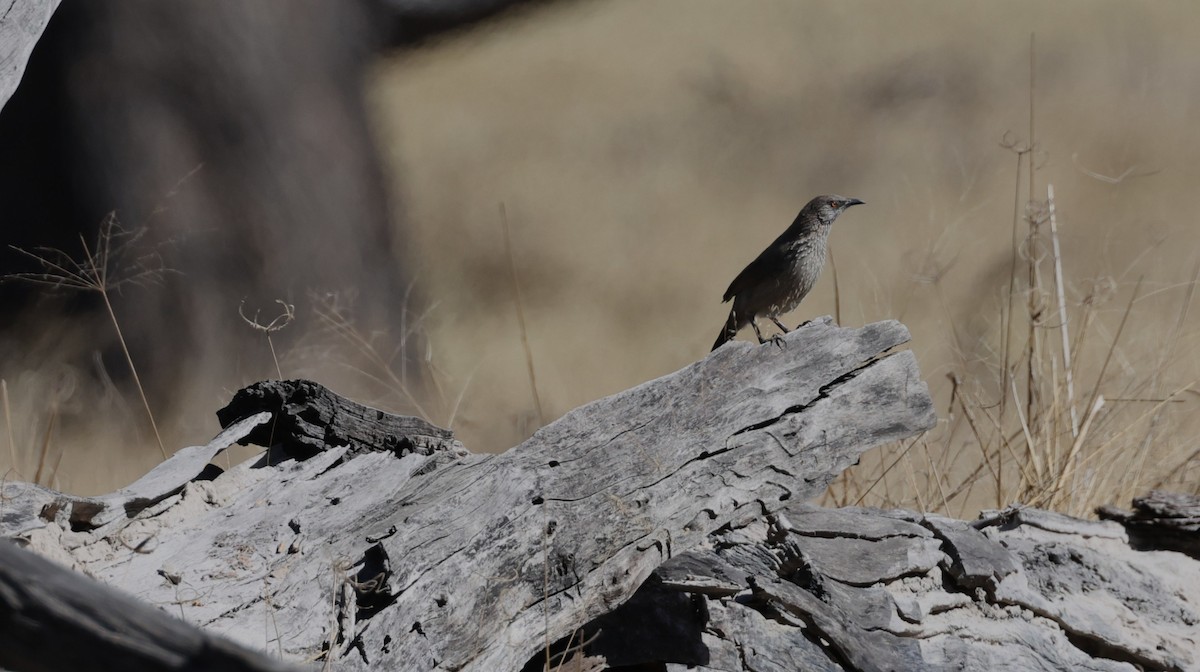 Arrow-marked Babbler - ML640726866