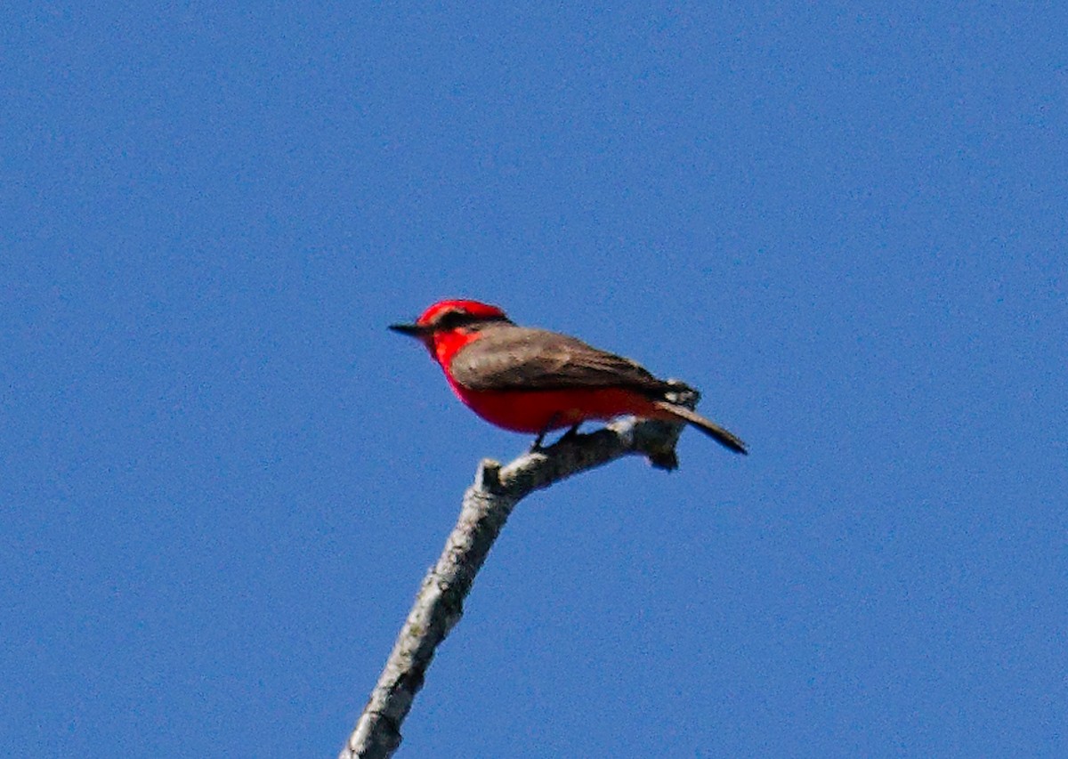 Vermilion Flycatcher - ML640726867