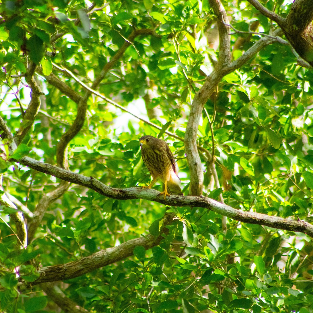 Roadside Hawk - ML640726871