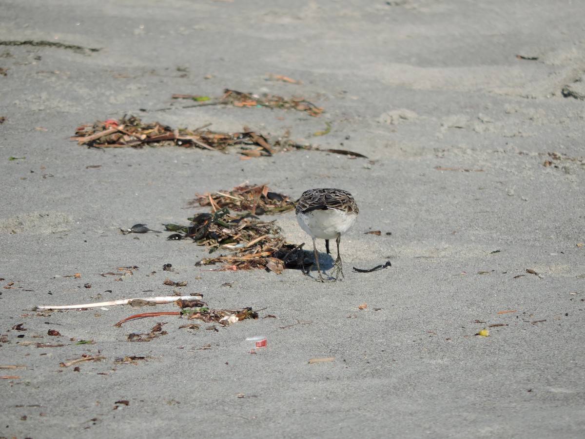 Semipalmated Sandpiper - ML640726879