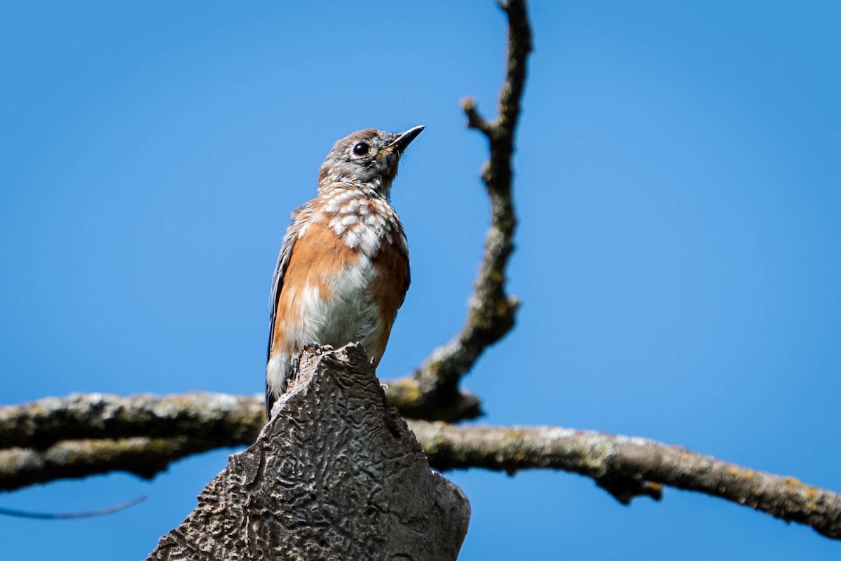 Eastern Bluebird - ML640726880