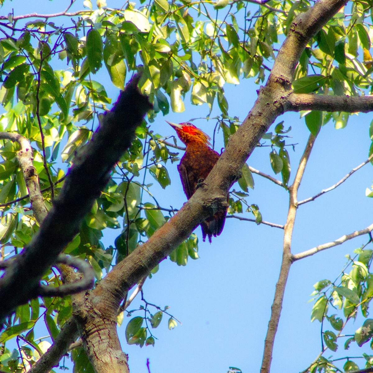 Chestnut-colored Woodpecker - ML640726893