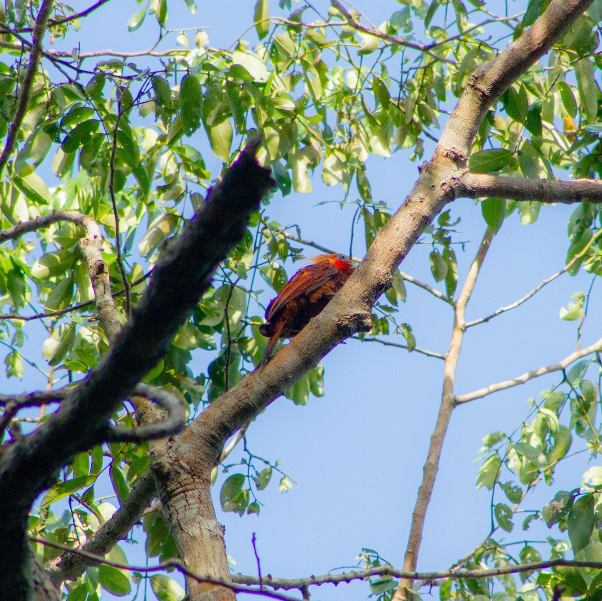 Chestnut-colored Woodpecker - ML640726894