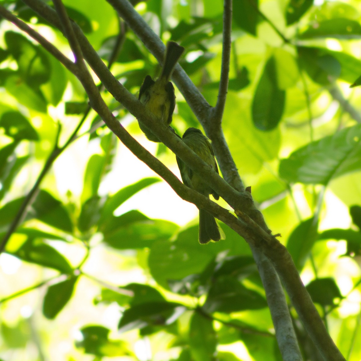 Eye-ringed Flatbill - ML640726984