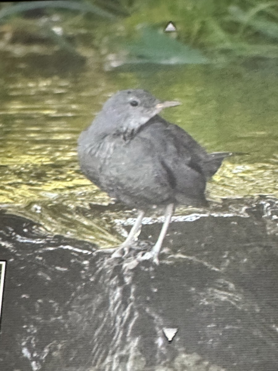 American Dipper - ML640726986