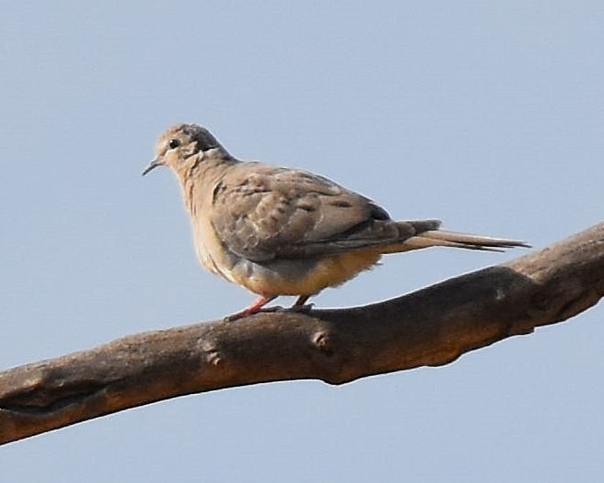 Mourning Dove - ML640727012