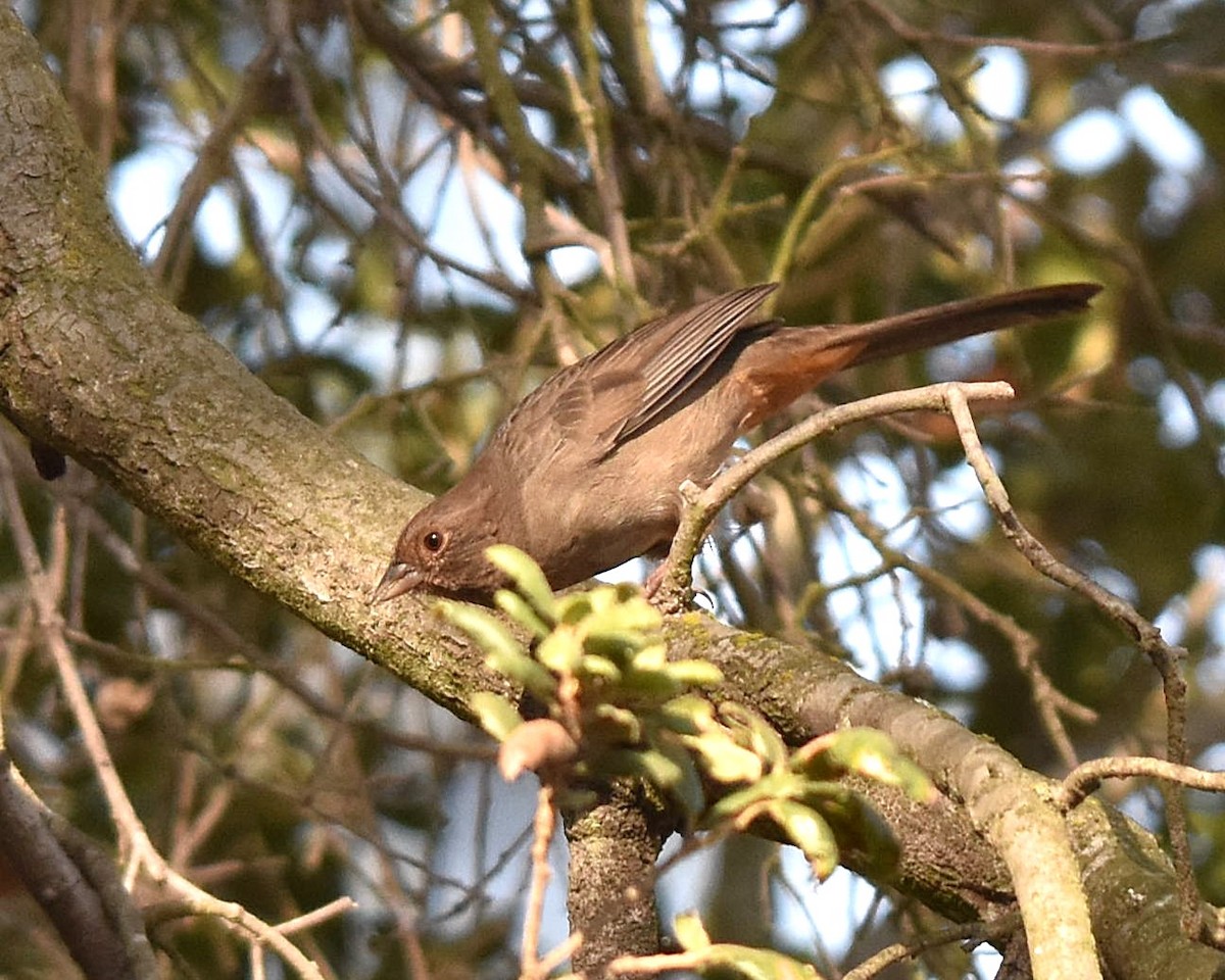 California Towhee - ML640727057