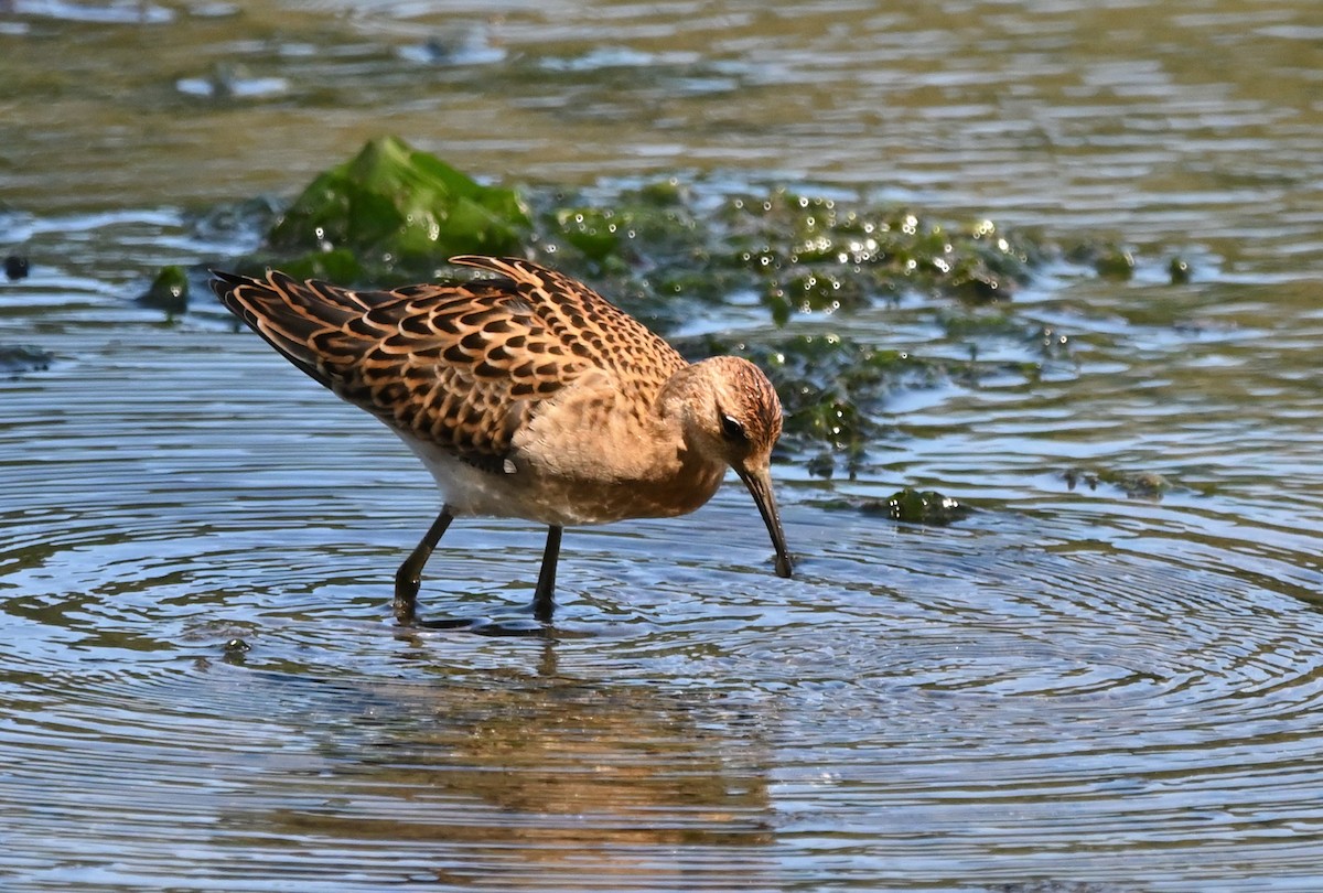 Ноцоо элсэг - ML640727141