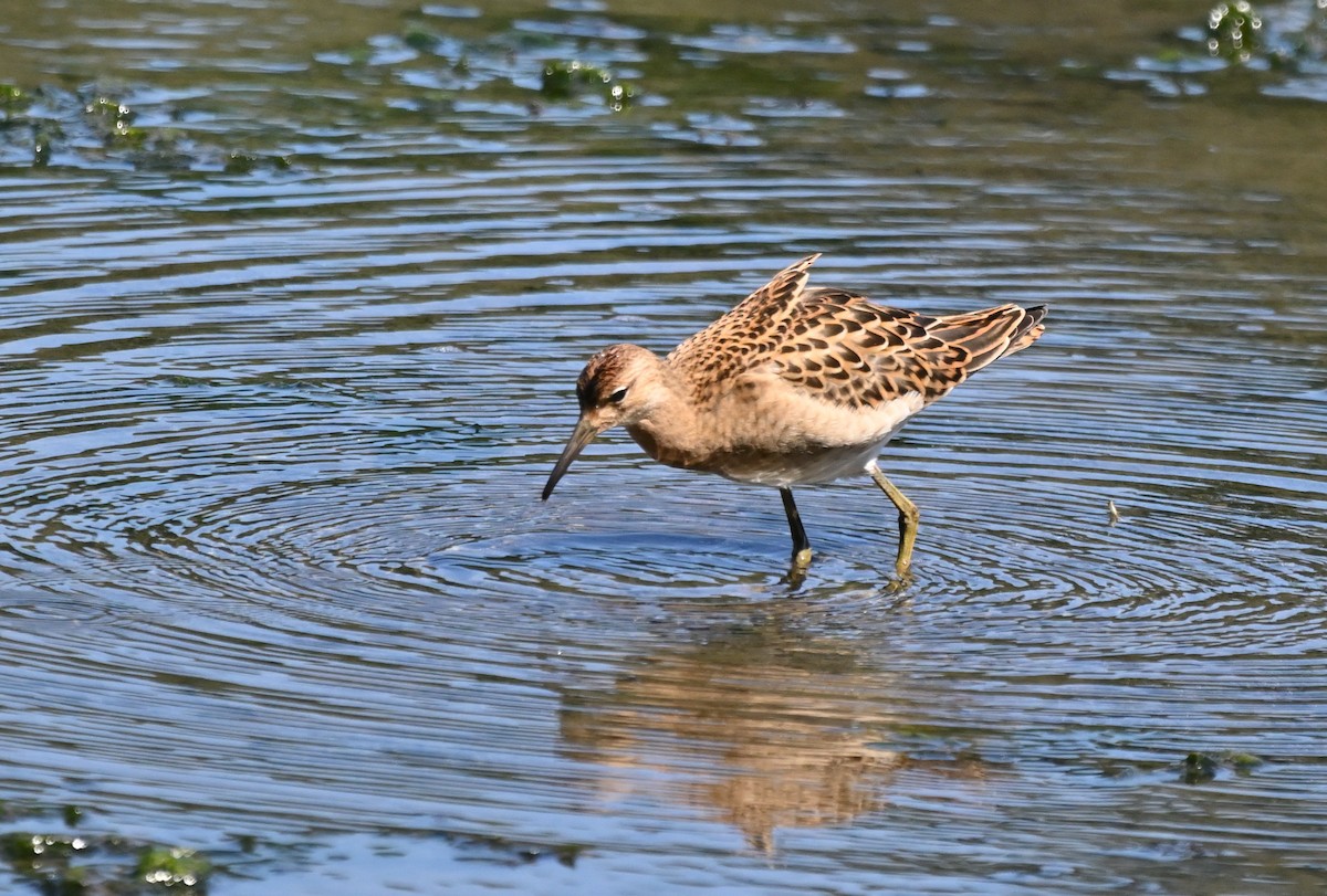 Ноцоо элсэг - ML640727142