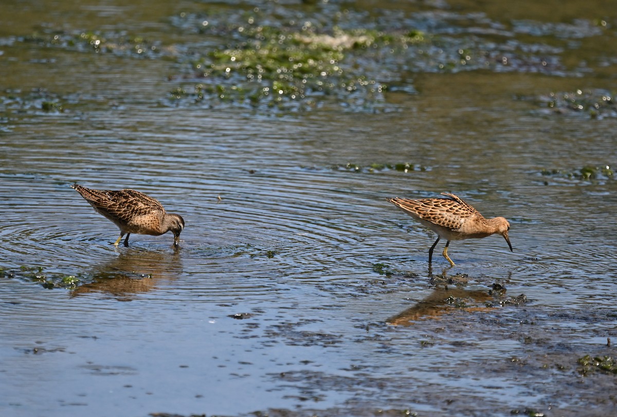 Ноцоо элсэг - ML640727143