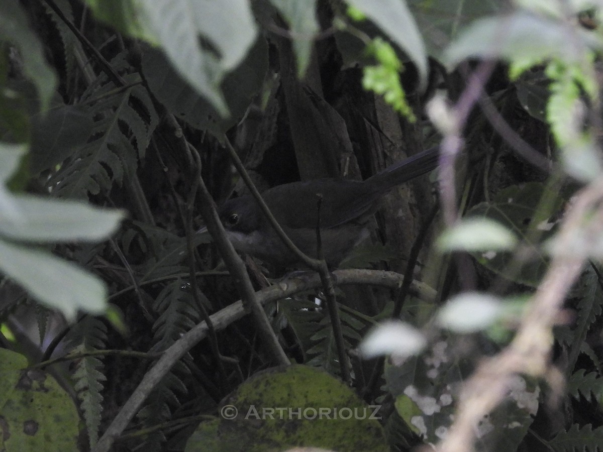 Eastern Chat-Tanager - ML640727150