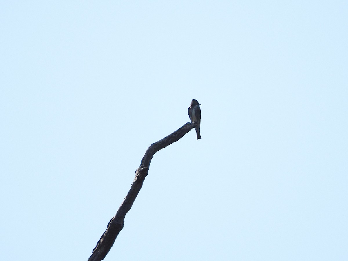 Olive-sided Flycatcher - ML640727152