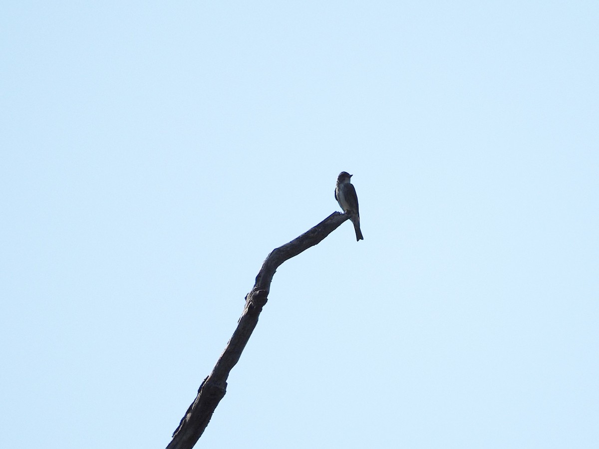 Olive-sided Flycatcher - ML640727153