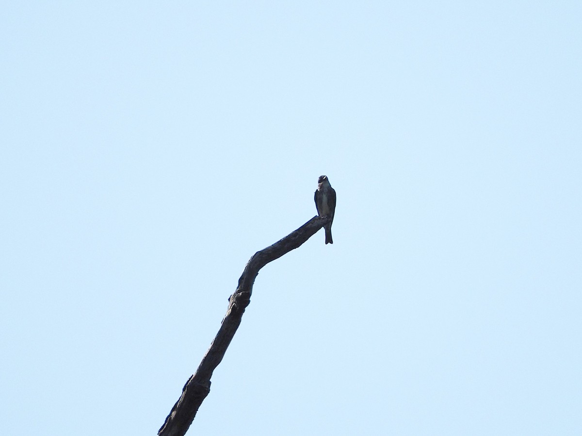 Olive-sided Flycatcher - ML640727154