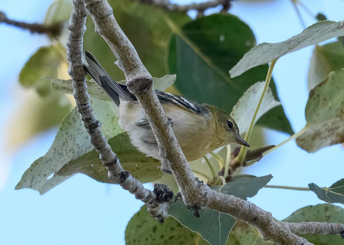 Bay-breasted Warbler - ML640727172