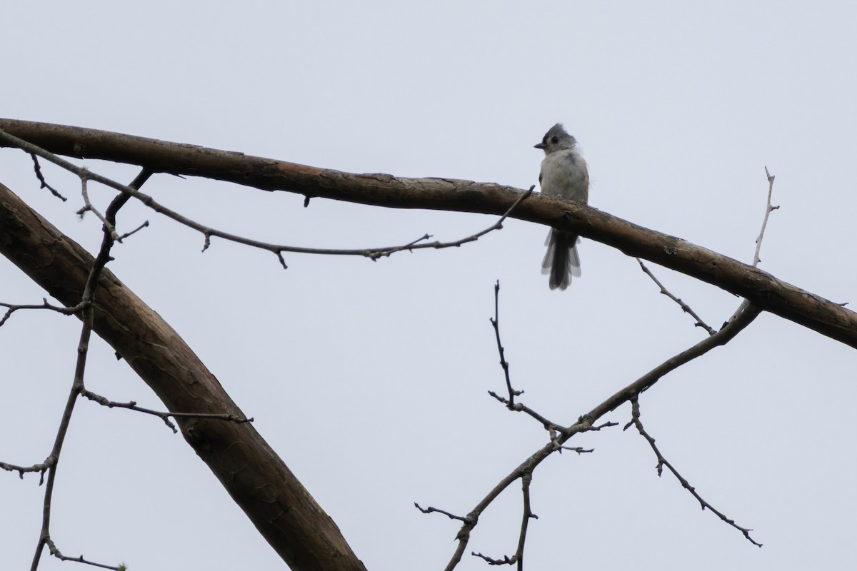 Tufted Titmouse - ML640727186