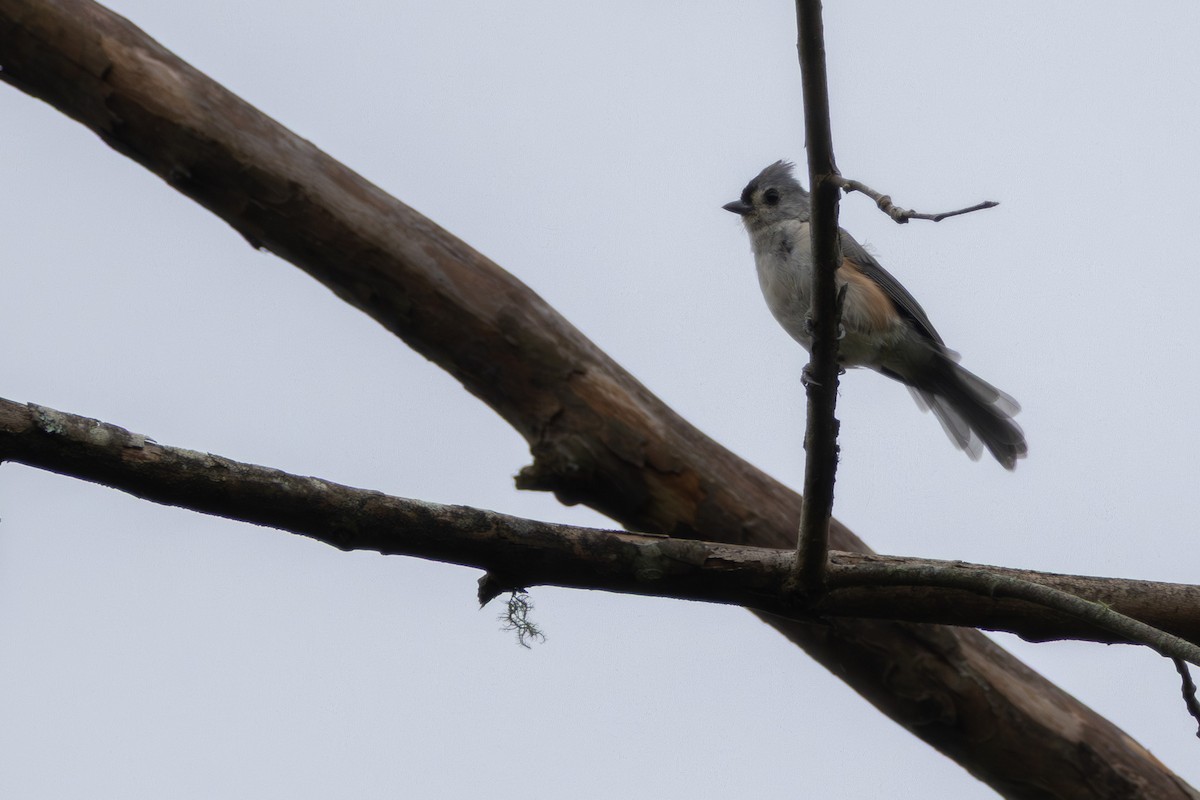 Tufted Titmouse - ML640727187