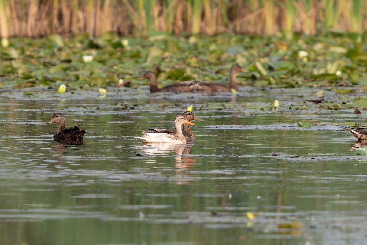 Mallard - ML640727190