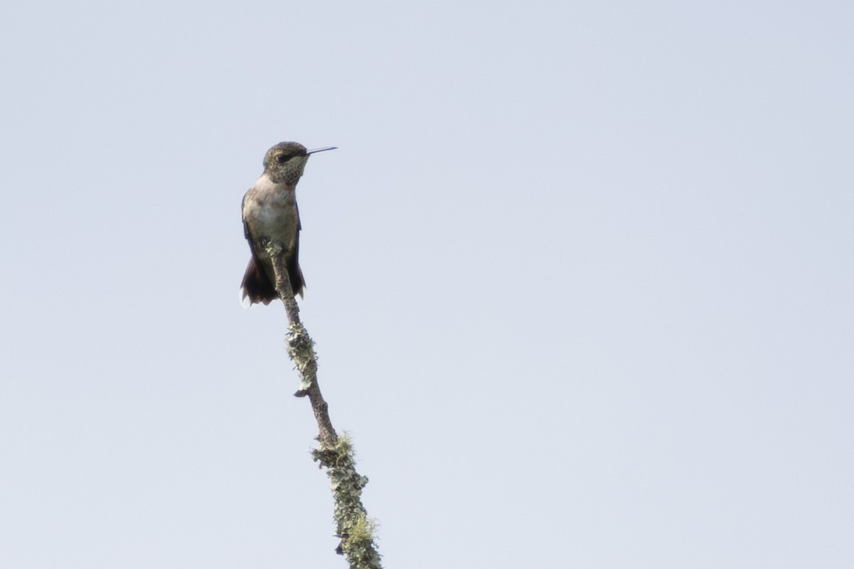 Ruby-throated Hummingbird - ML640727192