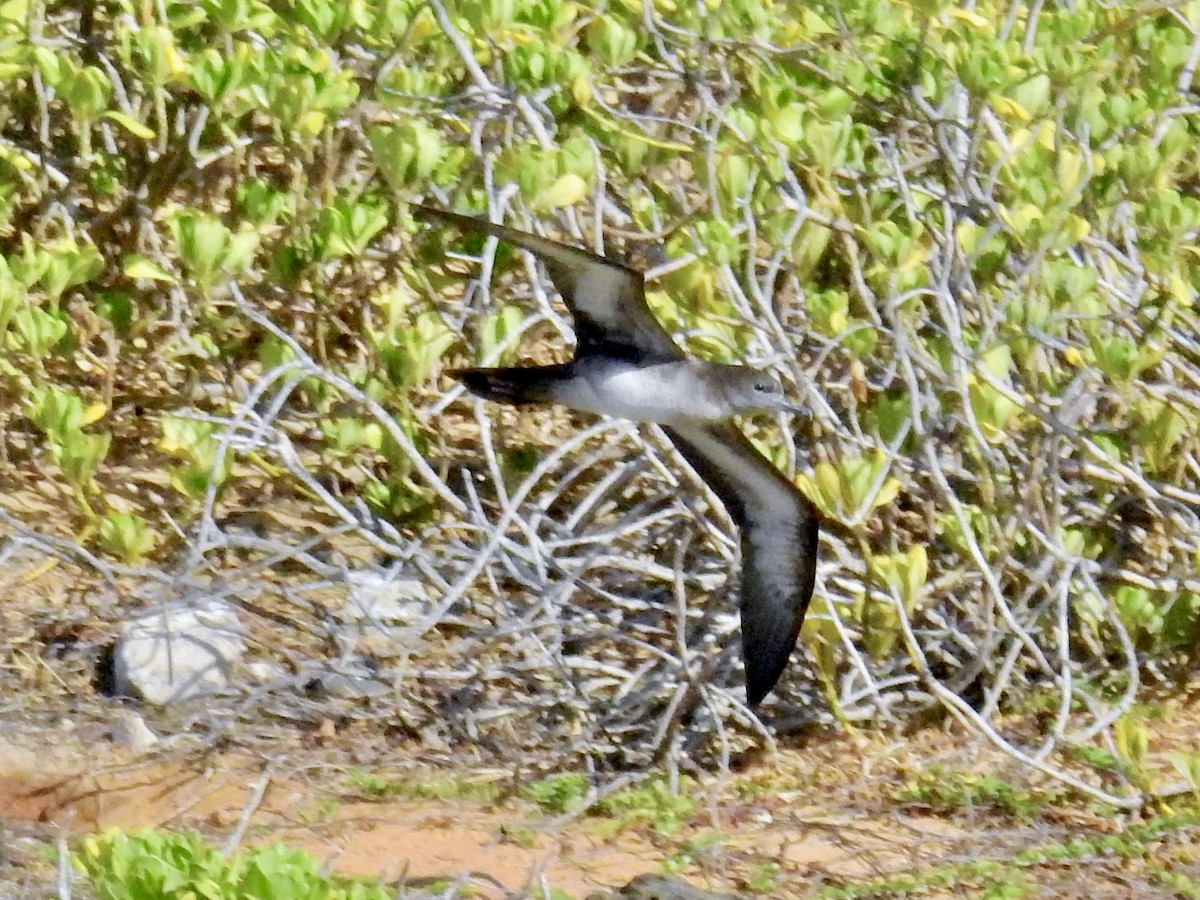 Wedge-tailed Shearwater - ML640727193