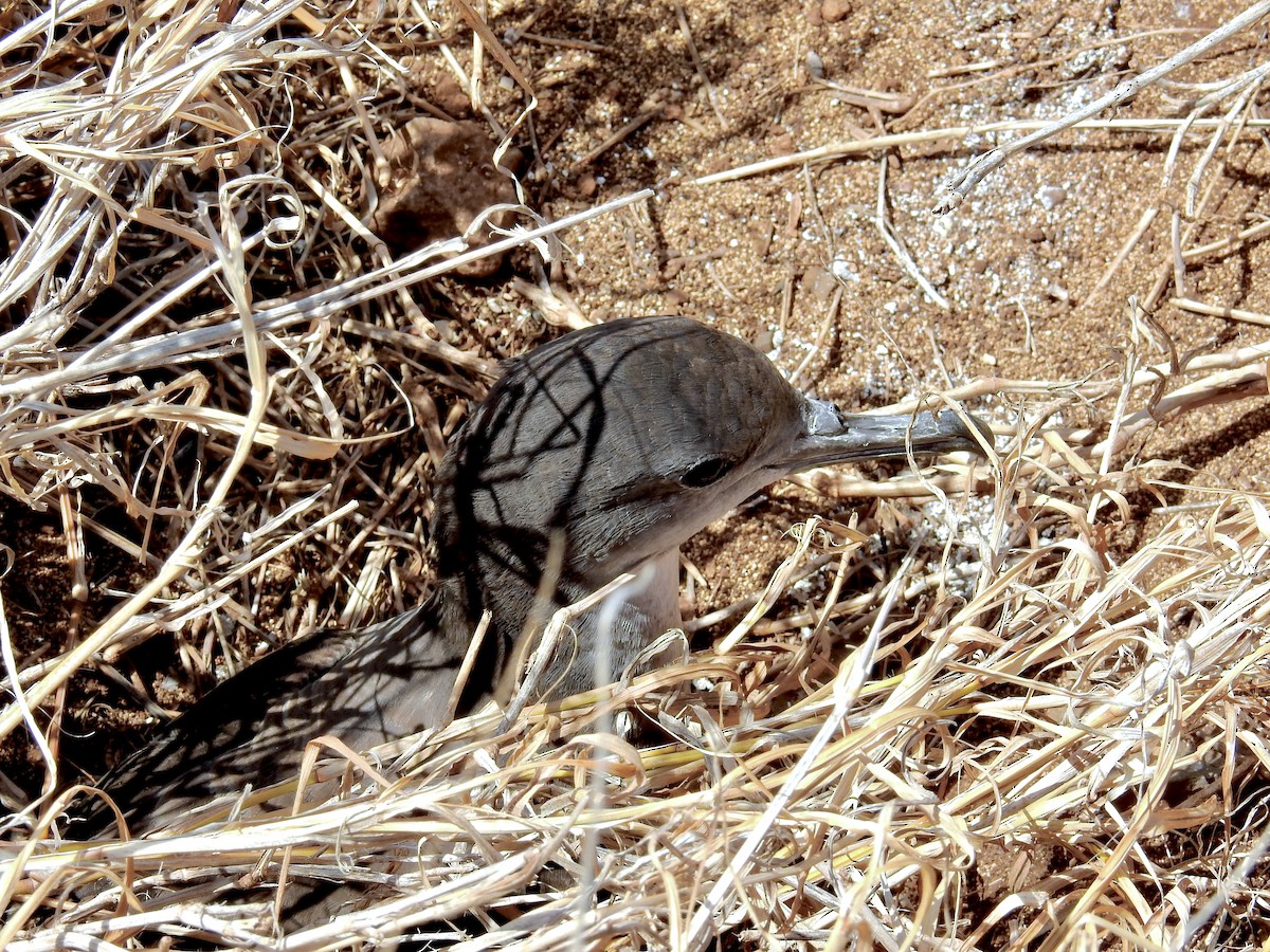 Wedge-tailed Shearwater - ML640727194