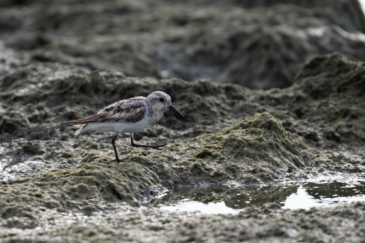 Sanderling - ML640727196