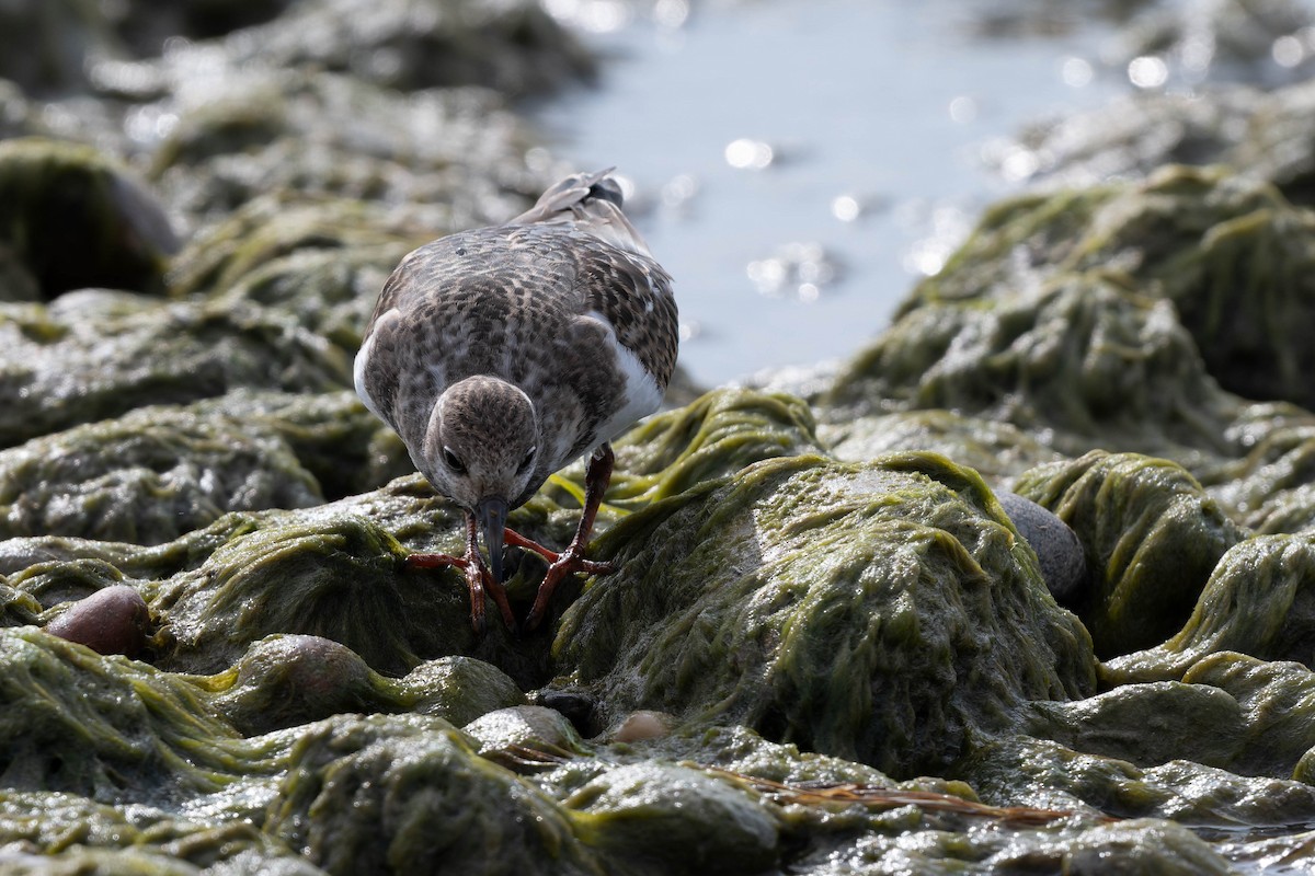Ruddy Turnstone - ML640727202