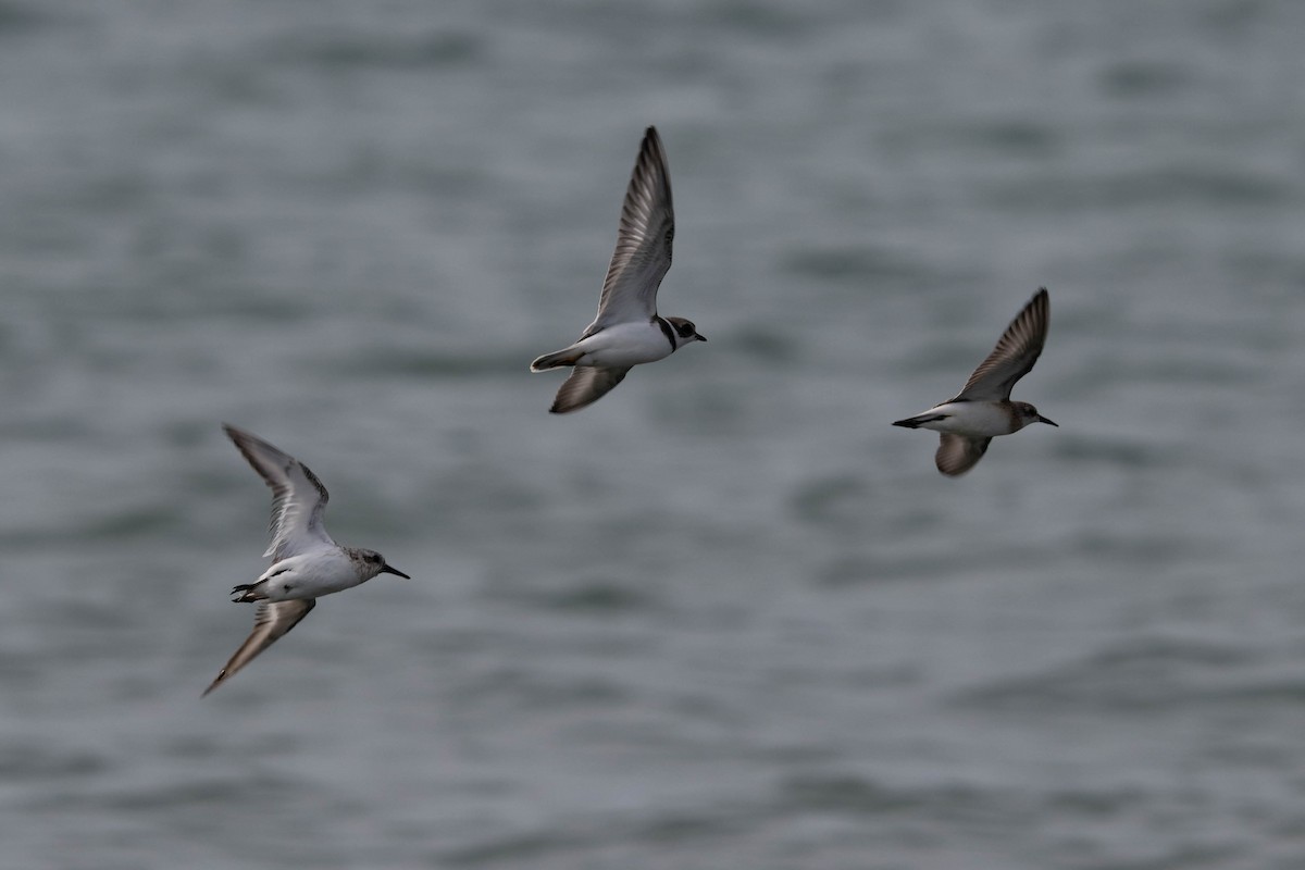 Semipalmated Plover - ML640727209