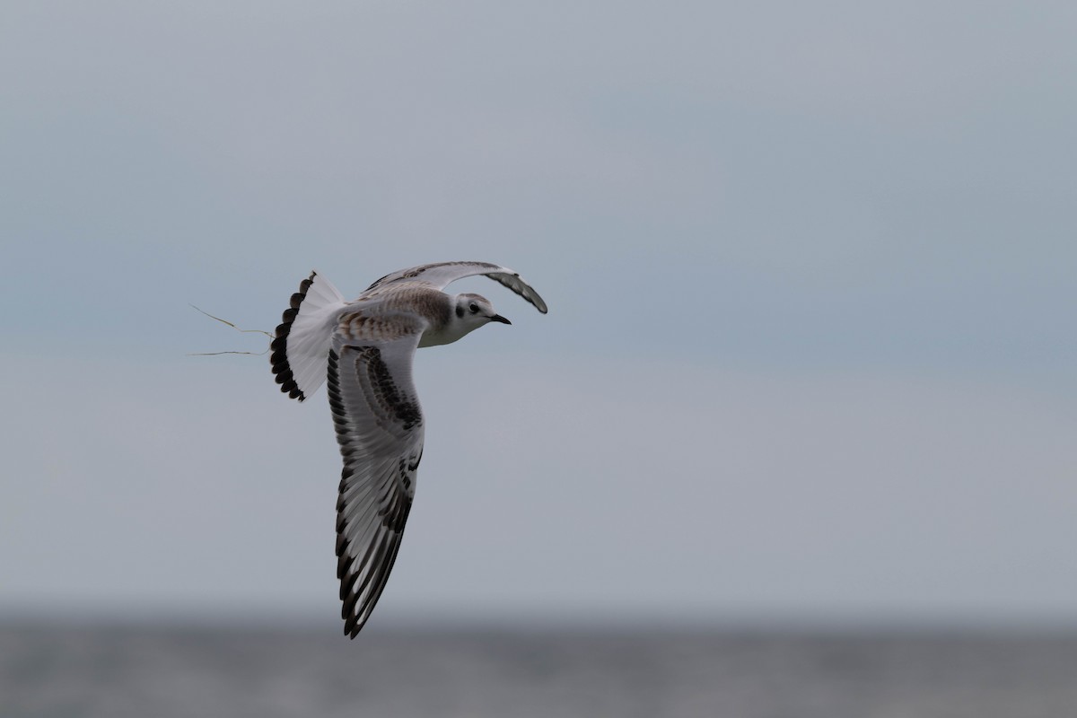 Bonaparte's Gull - ML640727212