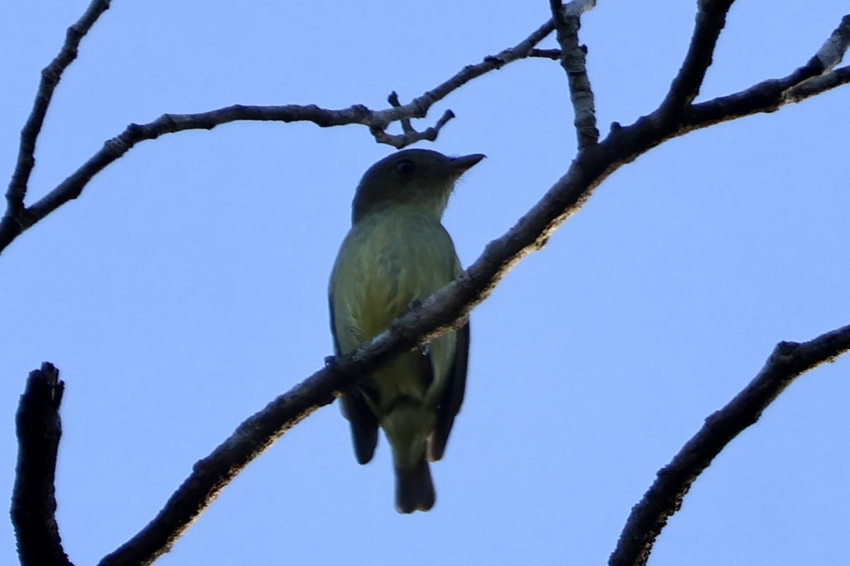 Manakin nain - ML640727218