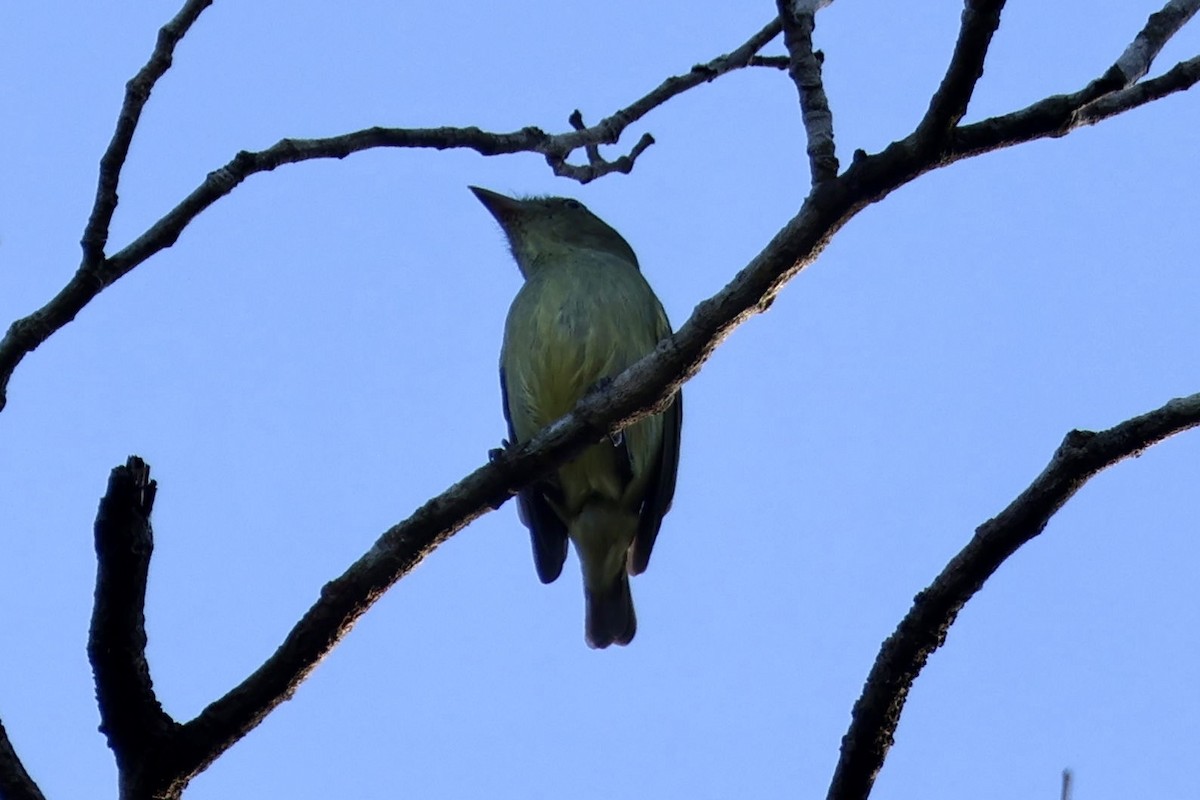 Manakin nain - ML640727220