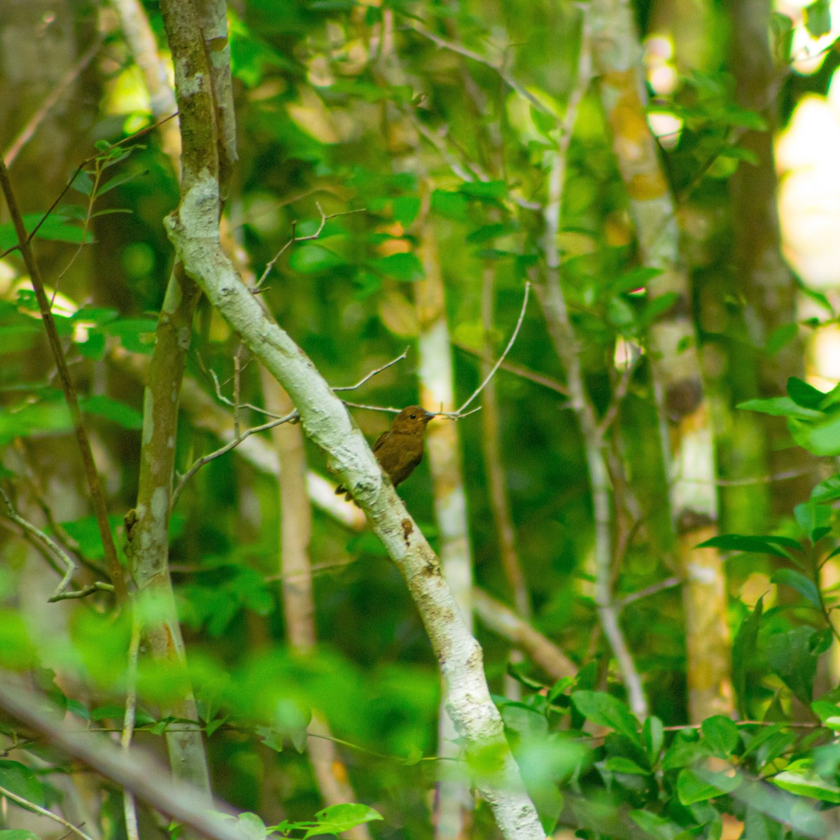 Blue Bunting - ML640727272