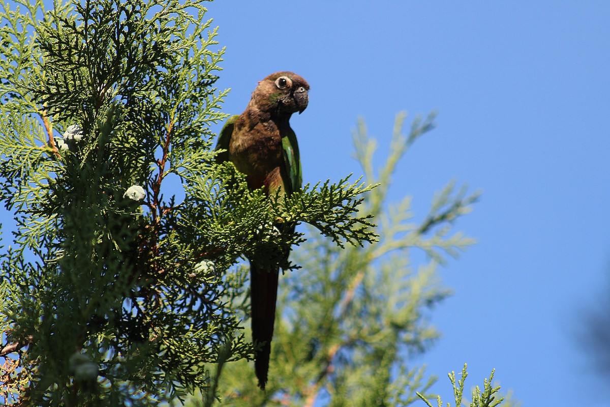 Green-cheeked Parakeet - ML640727273