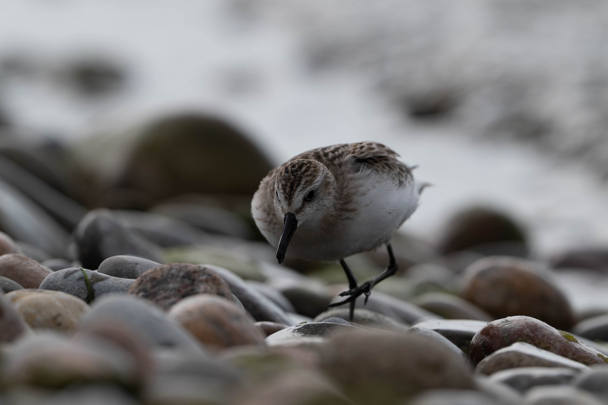 Semipalmated Sandpiper - ML640727349