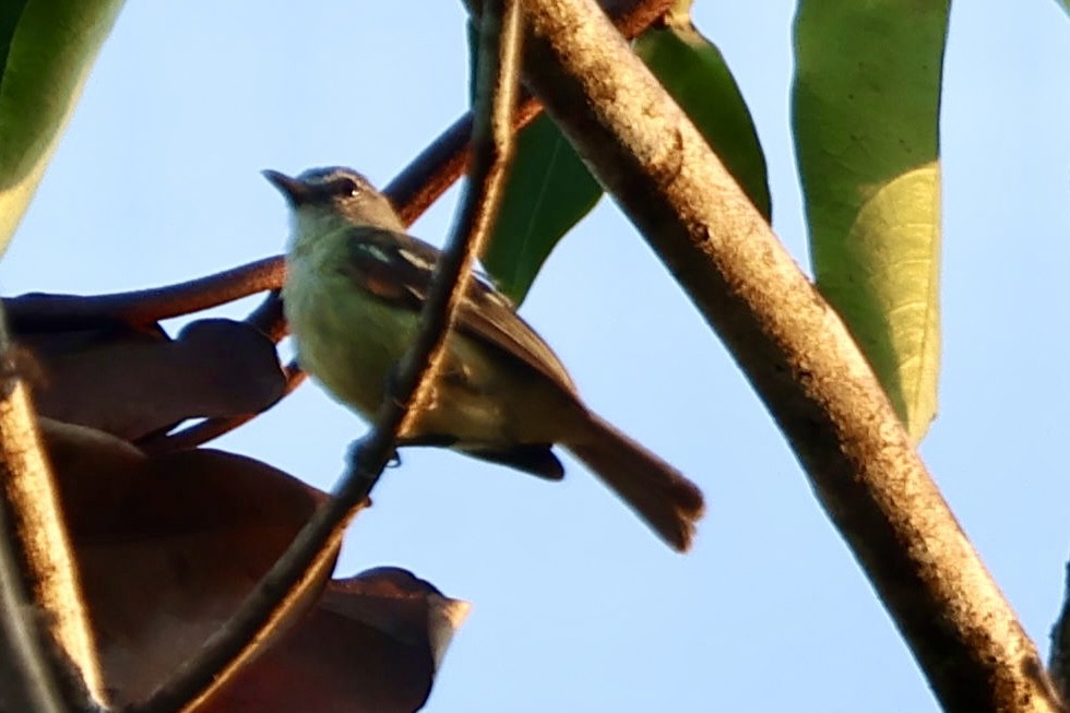 White-lored Tyrannulet - ML640727390