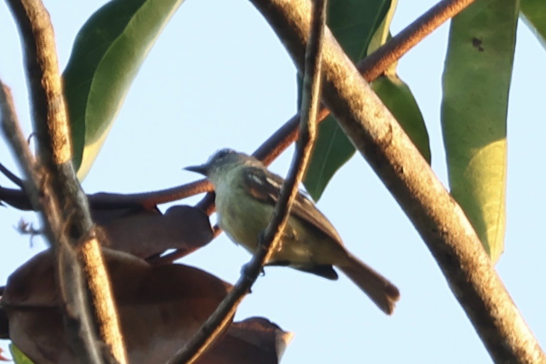 White-lored Tyrannulet - ML640727391