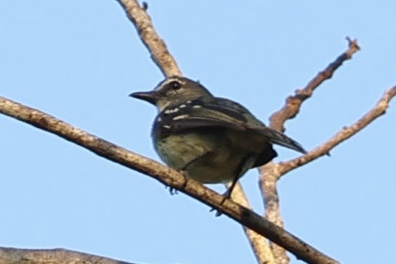 White-lored Tyrannulet - ML640727392