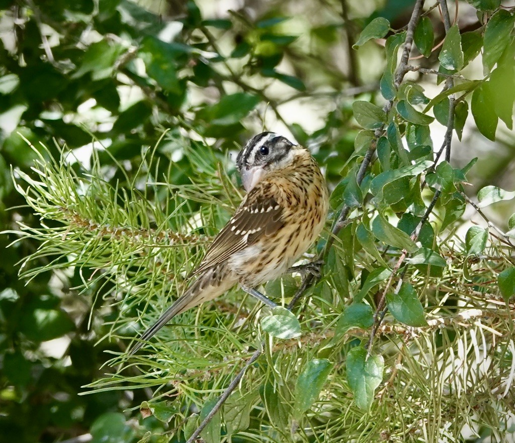 Rose-breasted Grosbeak - ML640727477