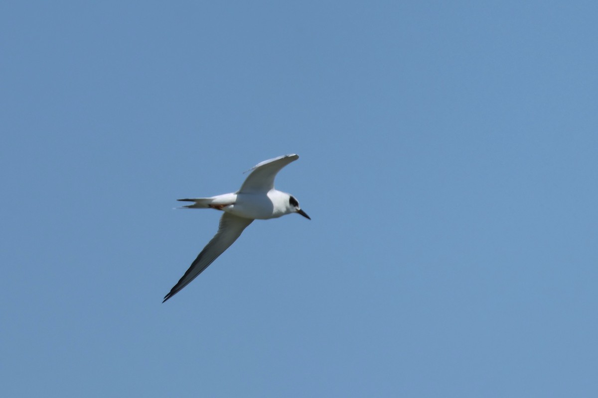 Forster's Tern - ML640727497