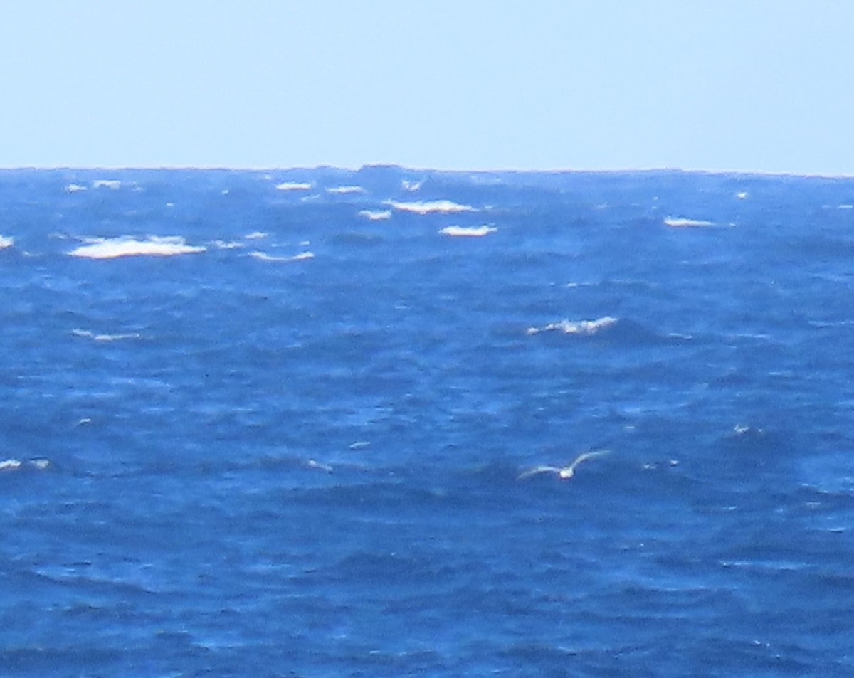 large tern sp. - ML640727642