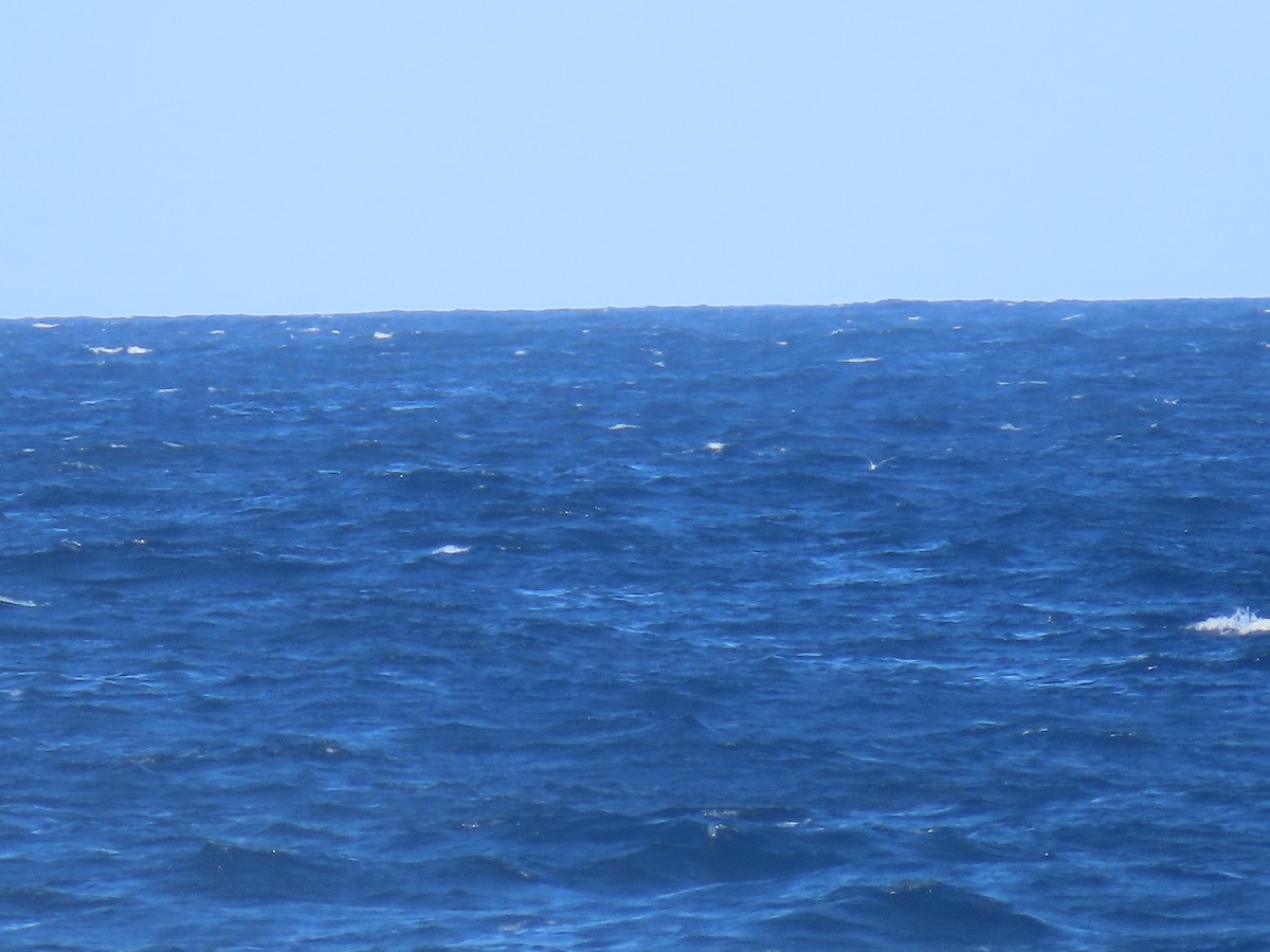 large tern sp. - ML640727644