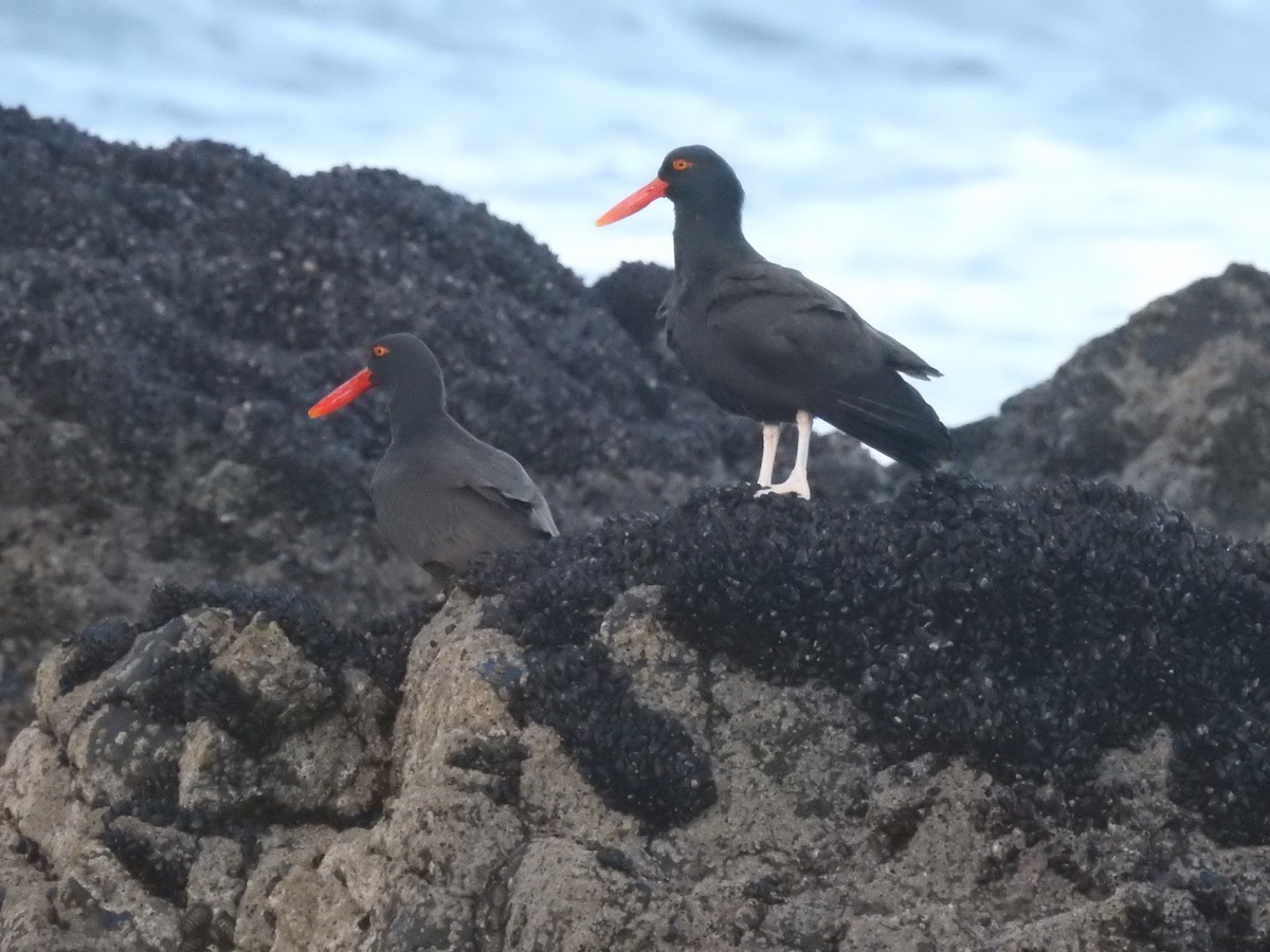 Blackish Oystercatcher - ML640727683