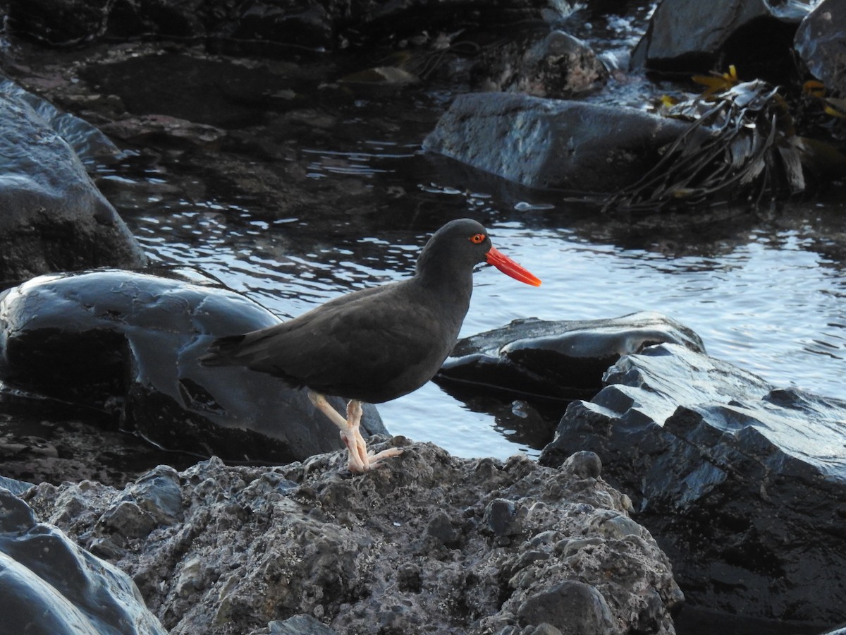 Blackish Oystercatcher - ML640727685