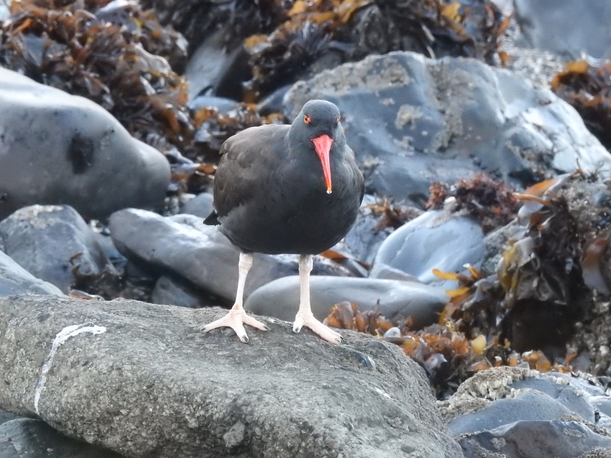 Blackish Oystercatcher - ML640727687